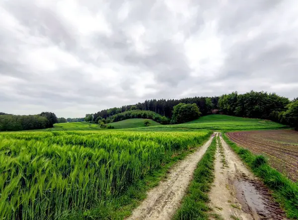Брудна Дорога Біля Зеленого Поля Прекрасний Літній Сільський Пейзаж — стокове фото