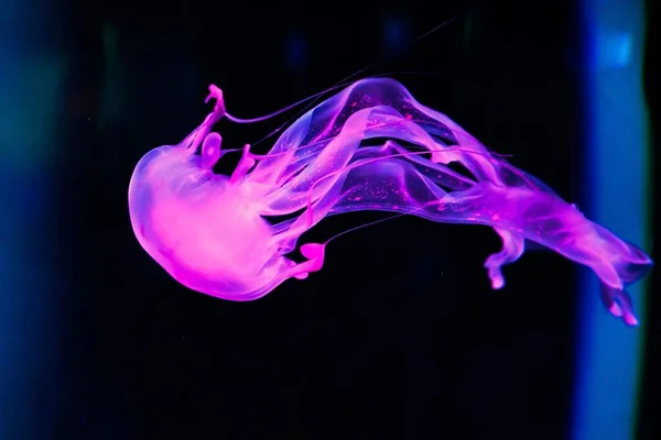 Closeup Shot Glowing Purple Jellyfish Underwater — Stock Photo, Image