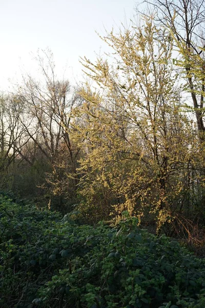 Een Verticaal Schot Van Wilde Bomen Groeiend Een Woud — Stockfoto