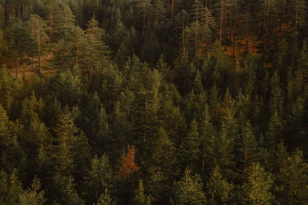 Texture Background Autumn Forest Mountains — Stock Photo, Image