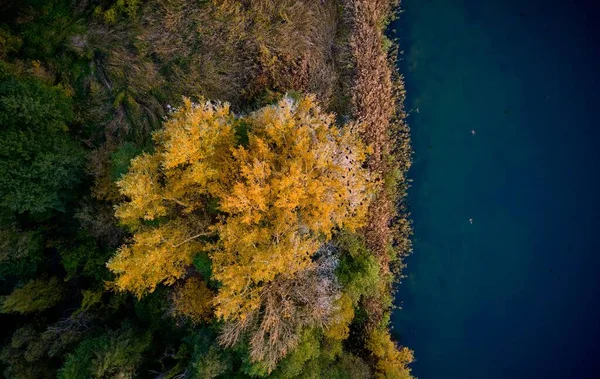 Aerial View Fall Trees Sea — Stock Photo, Image