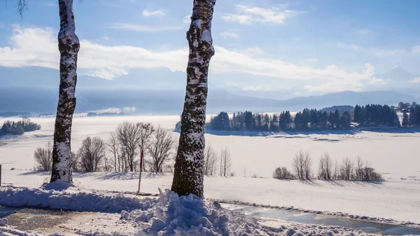 Pădure Acoperită Zăpadă Iarna — Fotografie, imagine de stoc