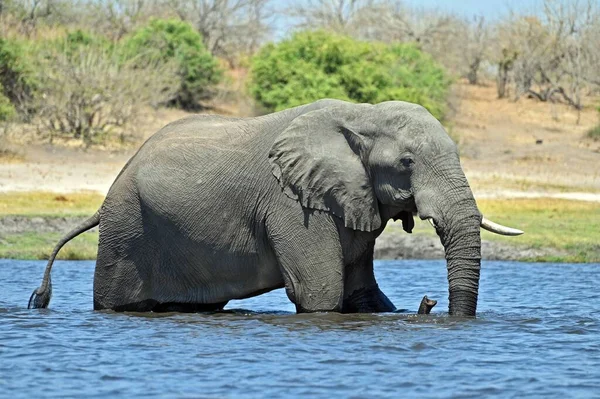 Single Elephant Crossing Chobe River Chobe National Part Botswana — Stock Photo, Image