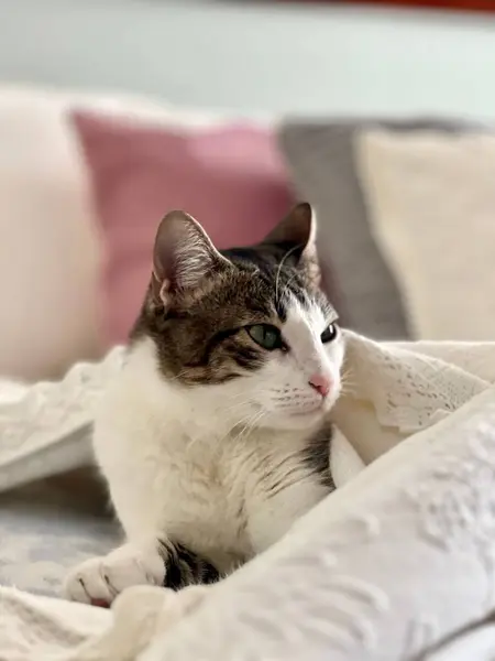Eine Vertikale Aufnahme Einer Entzückenden Katze Unter Einer Decke — Stockfoto