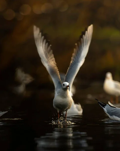 Ένας Γλάρος Ανοιχτά Φτερά Σκαρφαλωμένα Στο Νερό — Φωτογραφία Αρχείου