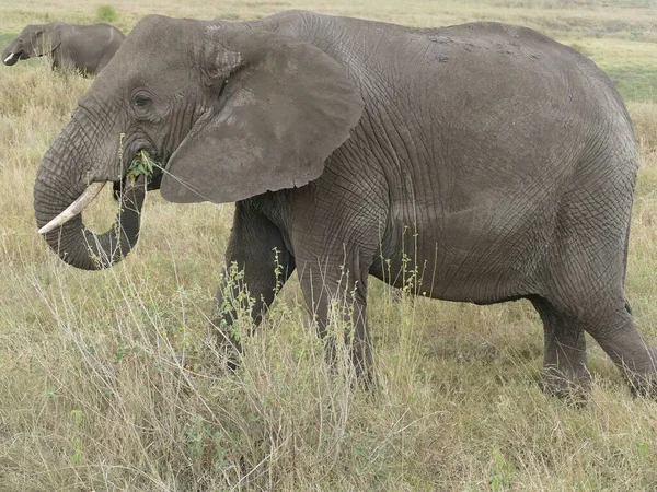 Afrikansk Savanne Elefant Loxodonta Africana Serengeti Nationalpark Tanzania Afrika - Stock-foto