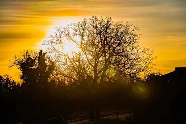 Ein Schöner Blick Auf Eine Baumsilhouette Bei Sonnenuntergang — Stockfoto