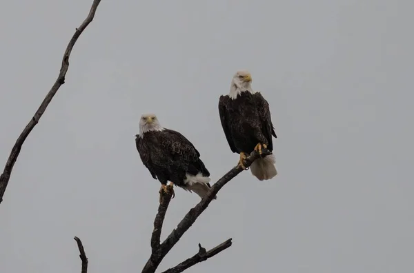 Two Bald Eagles Perched Tree Branch — Stock Photo, Image