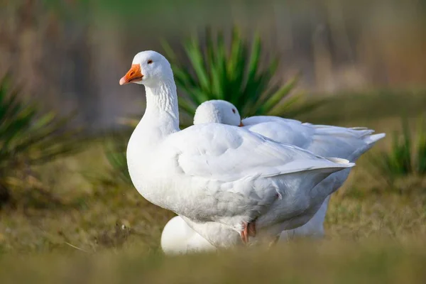 Closeup View White Domestic Geese Standing Grass Daylight — Stock Photo, Image