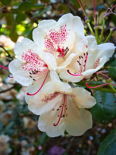 Una Macro Toma Una Flor Blanca Rododendro —  Fotos de Stock