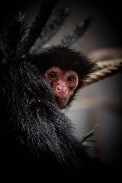 Egy Közeli Felvétel Egy Majomról Állatkertben — Stock Fotó