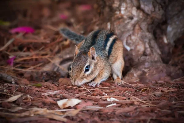 A closeup of a brown Eastern chipmunk searching for food on the ground