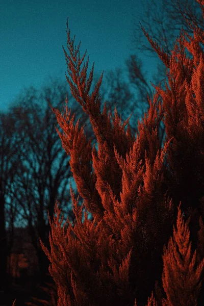 Een Verticaal Shot Van Rode Dennenbladeren Tegen Wazige Achtergrond — Stockfoto