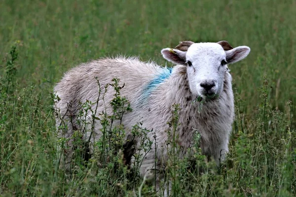 緑のフィールドにカメラを見て白いHerdwick品種の羊のクローズアップショット — ストック写真