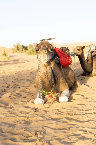 Pionowe Ujęcie Słodkiego Wielbłąda Spoczywającego Gorących Piaskach Sahary Pustynia Maroku — Zdjęcie stockowe