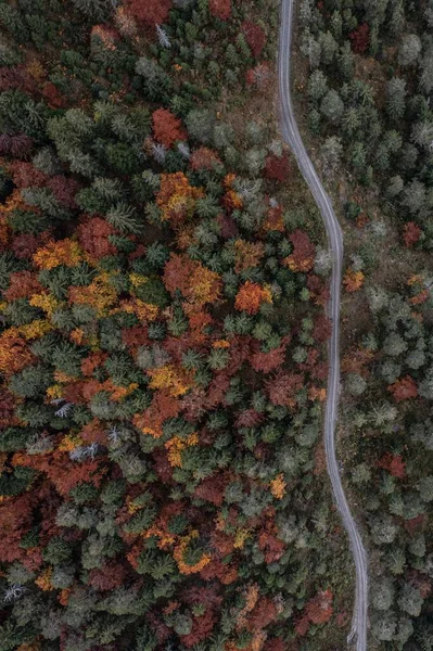 Ağaçların Dokusunun Dikey Hava Görüntüsü Güzel Bir Sonbahar Ormanında Karayolu — Stok fotoğraf
