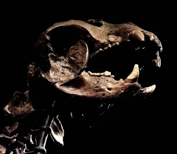 Ένα Κοντινό Πλάνο Ενός Σκελετού Δεινοσαύρου Στο Μουσείο Του Σικάγο — Φωτογραφία Αρχείου