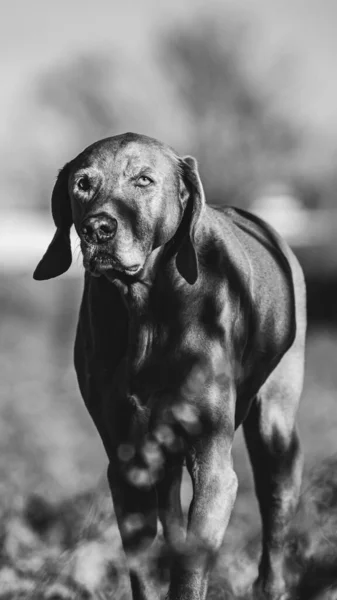 Серый Снимок Выгуливаемой Собаки Размытым Фоном — стоковое фото