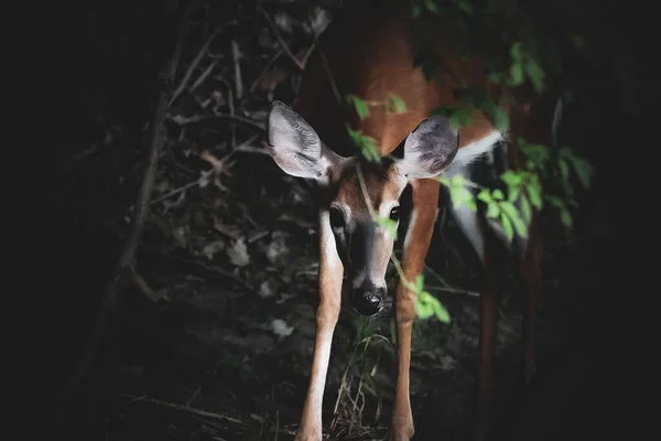 Egy Szarvas Áll Erdőben Éjszaka Fejét Kamera Felé Fordítva — Stock Fotó