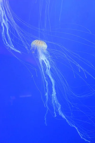 Closeup Beautiful Jellyfish Underwater — Photo