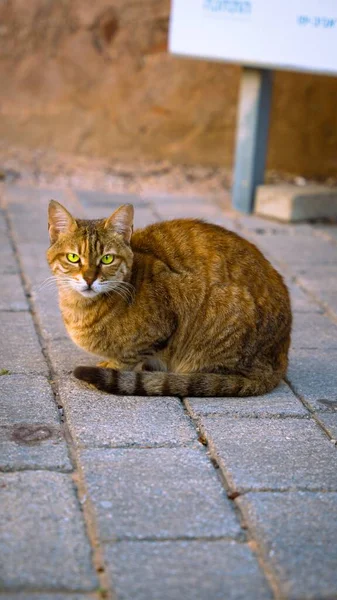 Rudy Kot Siedzący Brukowanej Drodze — Zdjęcie stockowe