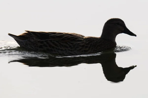 Tiro Lateral Pato Fêmea Nadando Pacificamente Água Luz Dia — Fotografia de Stock