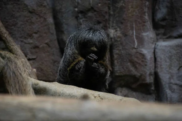 Ein Affe Sitzt Auf Einem Bergrücken Mit Felsen Hintergrund — Stockfoto