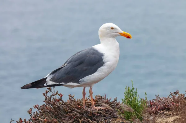 Closeup Shot Western Gull Perched Cliff — Stock Photo, Image