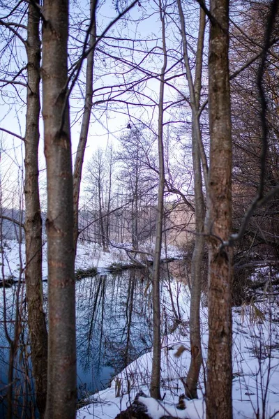 Uma Vista Panorâmica Vertical Rio Congelado Meio Uma Floresta Fria — Fotografia de Stock