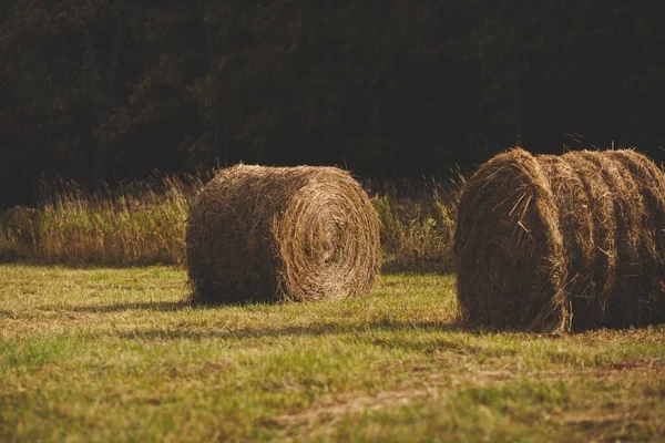 Beautiful Shot Dry Hay Bales Green Pasture Ontario Canada — Stock Photo, Image