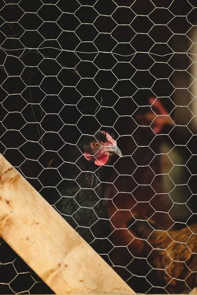 Vertikal Närbild Mörk Kyckling Ett Skjul Gård Ontario Kanada — Stockfoto