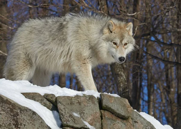 森の中を歩き回る野生の北極オオカミの風景 — ストック写真