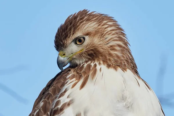 Close Shot Red Tailed Hawk Blurred Background — Stock Photo, Image