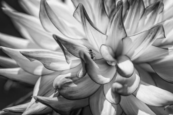 Tiro Escala Grises Una Hormiga Sobre Una Flor Blanca —  Fotos de Stock
