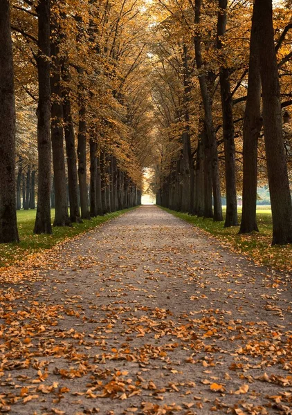 Ein Parkweg Einer Allee Herbst Mit Geraden Symmetrischen Rändern — Stockfoto
