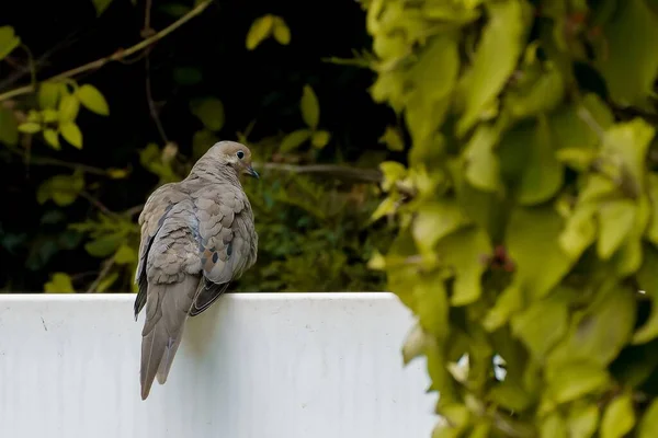 一只哀鸣的鸽子栖息在栅栏上 — 图库照片