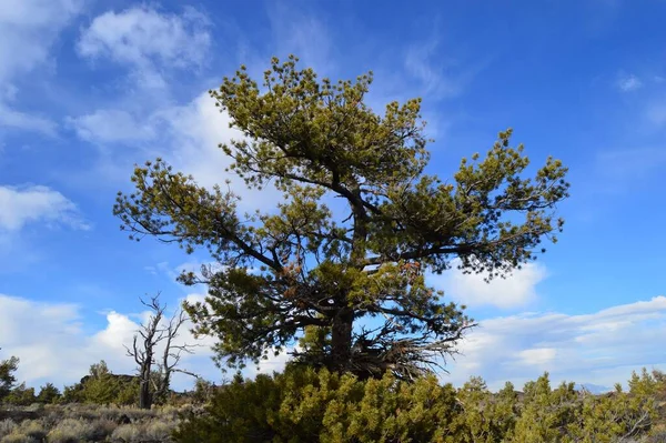 Прекрасний Вид Дерево Під Блакитним Небом Хмарами — стокове фото