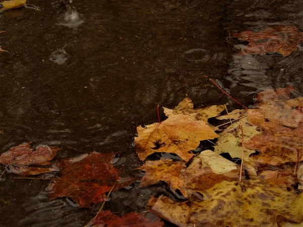 乾燥した秋の黄色と茶色の葉が水に残る — ストック写真
