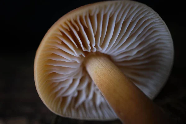 Makro Felvétel Vadon Termő Gombáról — Stock Fotó