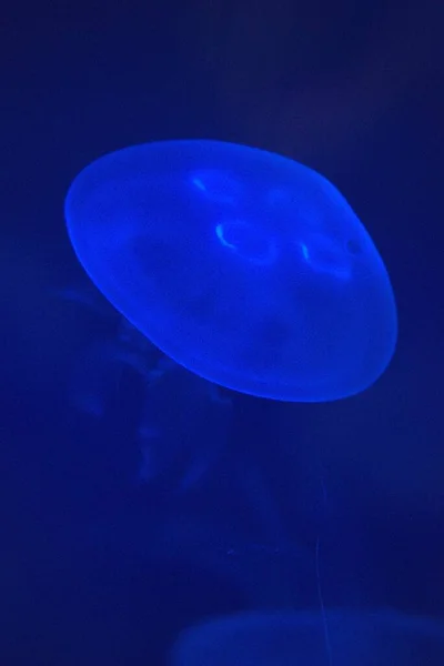 Disparo Vertical Una Medusa Azul Brillante Brillante Bajo Agua —  Fotos de Stock