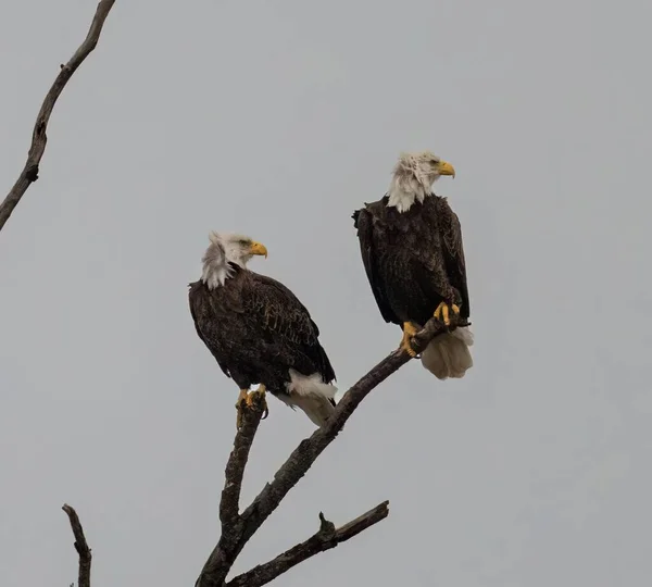 Las Dos Águilas Calvas Posadas Rama Del Árbol —  Fotos de Stock