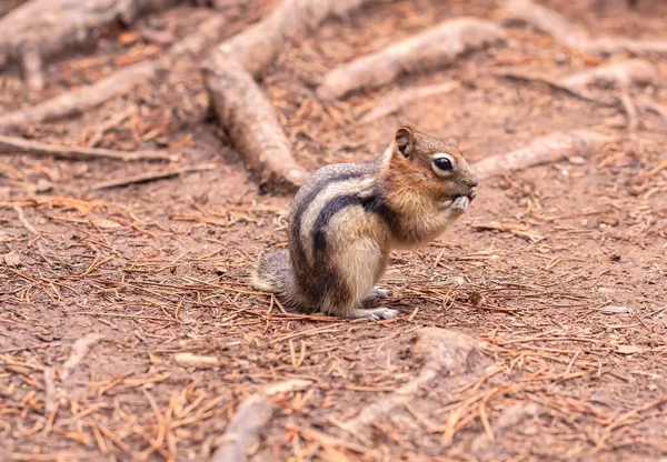 一只可爱的金黄色小松鼠在棕色的森林里咀嚼坚果 这是特写镜头 — 图库照片