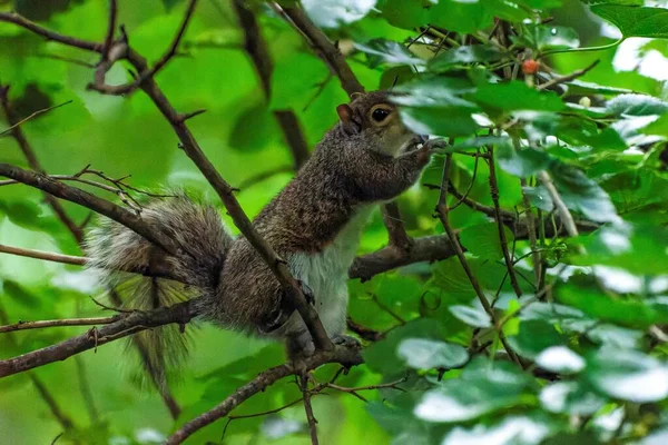 Zbliżenie Brązowej Wiewiórki Siedzącej Zielonej Gałęzi Drzewa — Zdjęcie stockowe