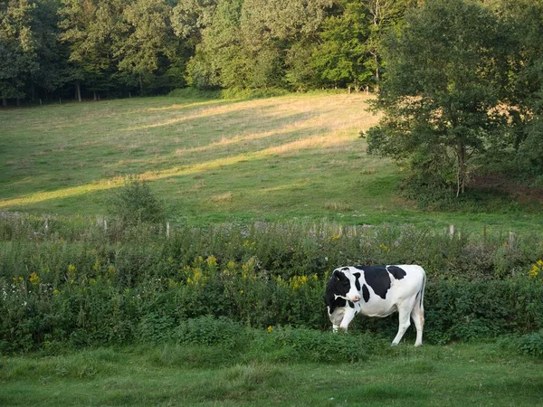 Молочна Корова Стоїть Зеленому Лузі Лісом Задньому Плані — стокове фото