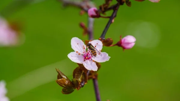 Bee Collecting Pollen Cherry Blossom Blurry Green Background — Stock Photo, Image