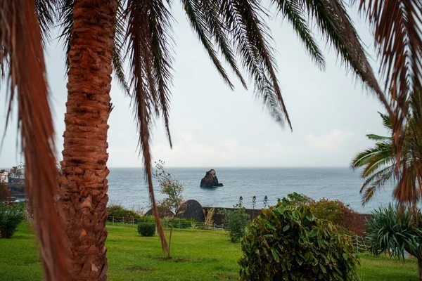 葡萄牙马德拉湾的热带绿色海岸线 有棕榈树 — 图库照片