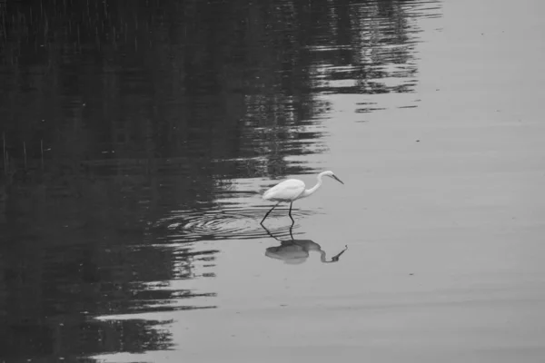 湖中的一个大白鹭的黑白照片 — 图库照片