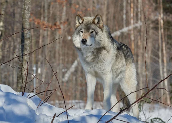Een Schilderachtig Uitzicht Van Een Wilde Timberwolf Gevonden Zwervend Rond — Stockfoto