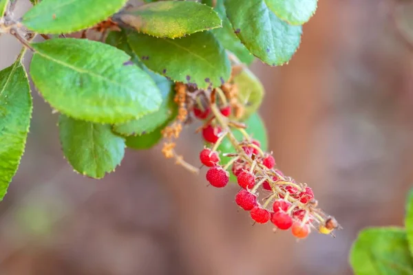 Ein Makroschuss Roter Beeren Des Sommer Stechpalmenbaums — Stockfoto