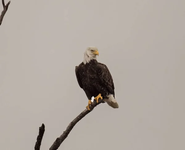 Bald Eagle Perched Branch Gray Sky Background — Stock Photo, Image